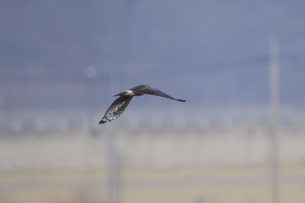 Hen Harrier - ML647126899