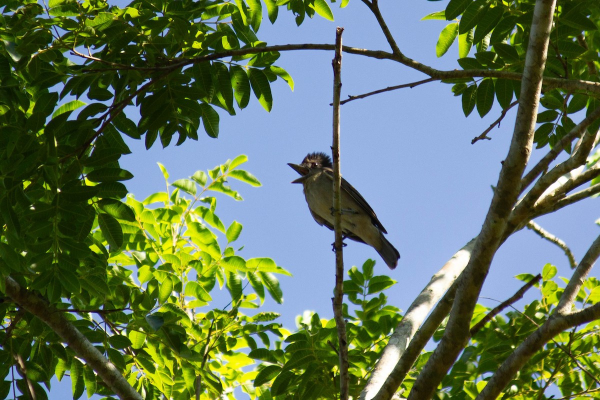 Crested Becard - ML647126902