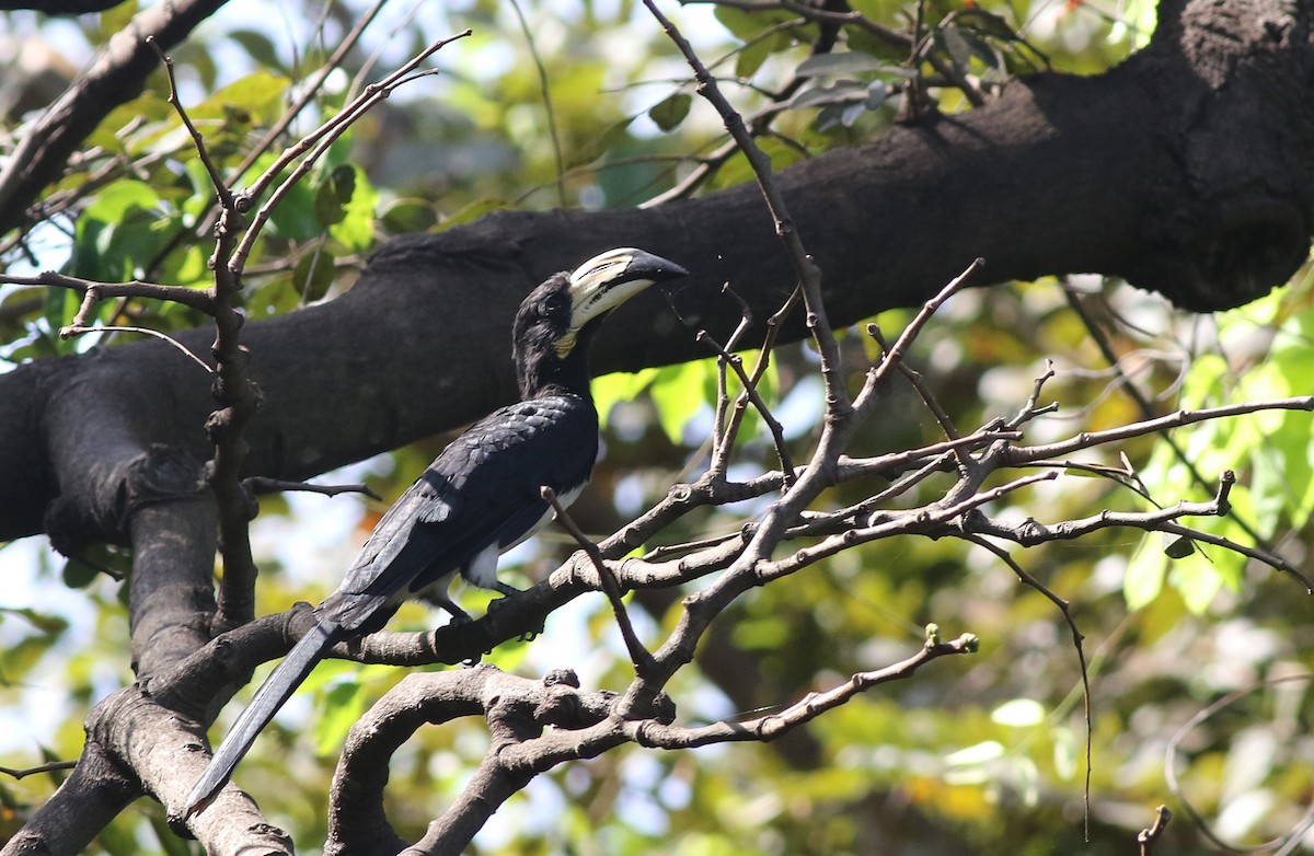 West African Pied Hornbill - ML647126903