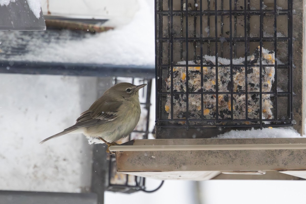 Çam Ötleğeni - ML647126904