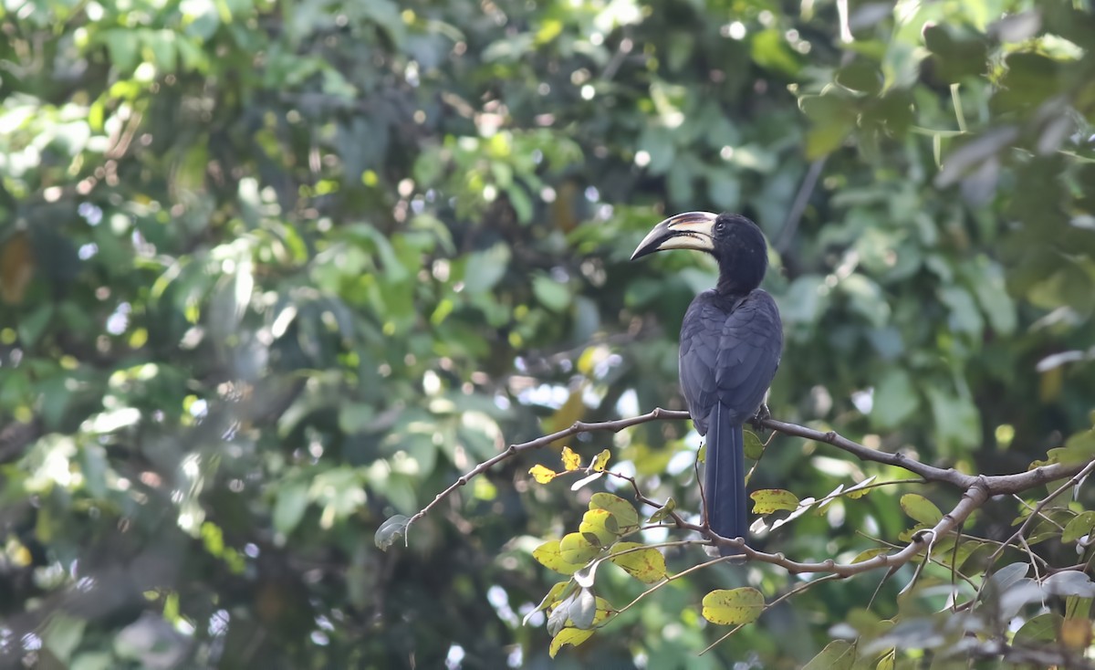 West African Pied Hornbill - ML647126906