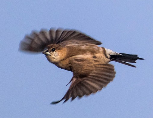 indiasølvnebb - ML647126909