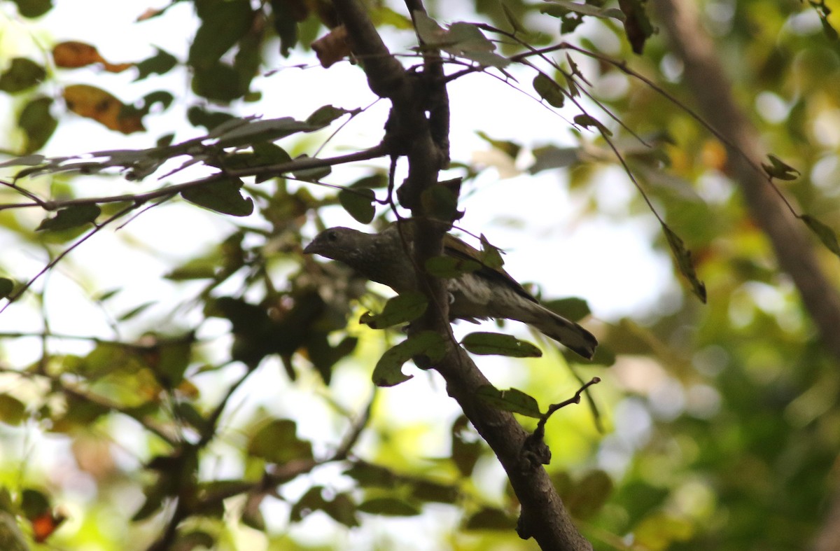 Воскоїд строкатоволий - ML647126938