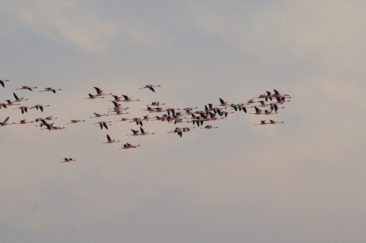 Lesser Flamingo - ML647126939