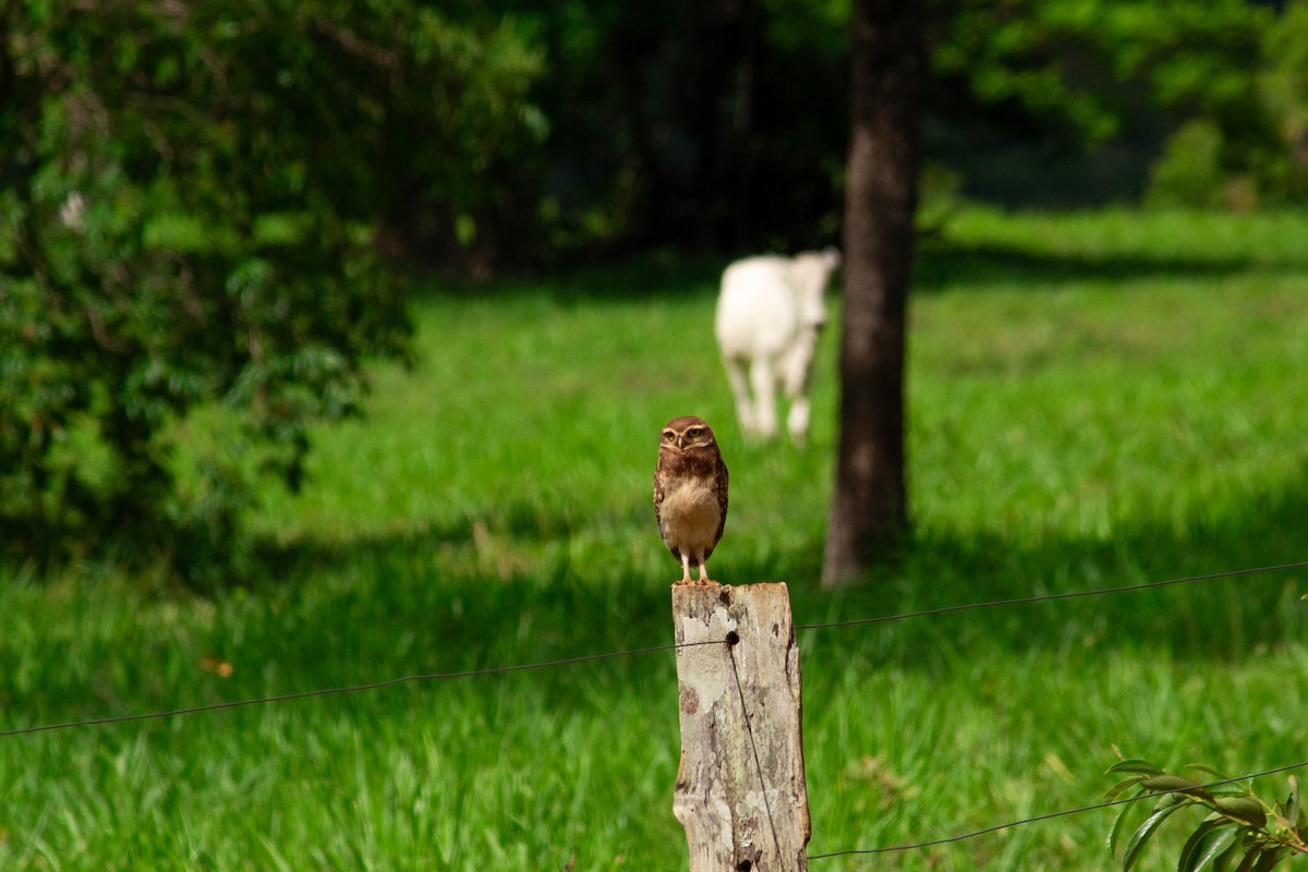 Burrowing Owl - ML647126943