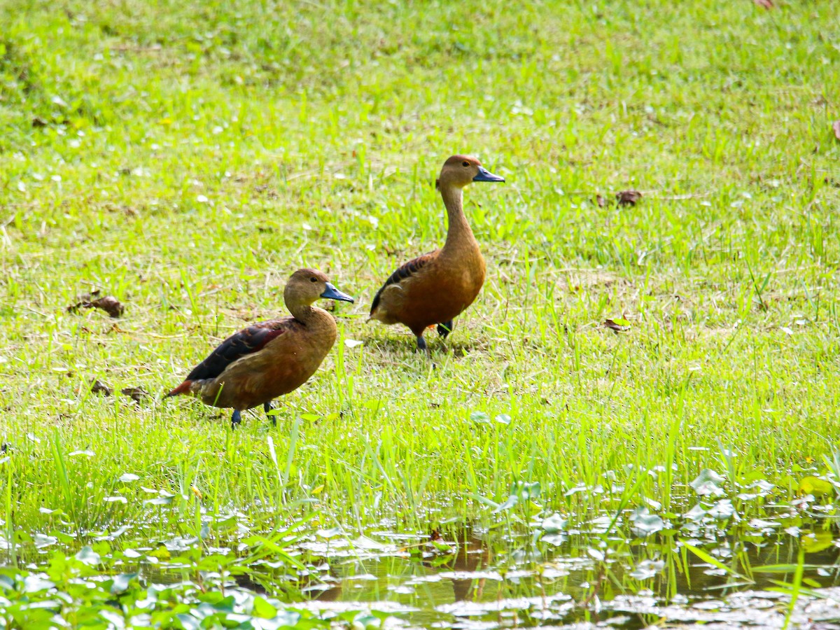 Свистач індійський - ML647126956
