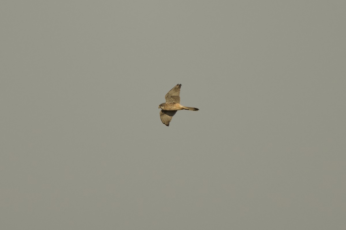 Боривітер звичайний [група tinnunculus] - ML647126957