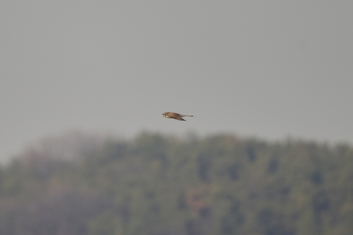 Боривітер звичайний [група tinnunculus] - ML647126959