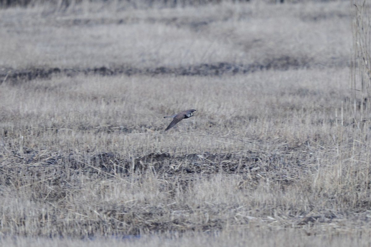 Боривітер звичайний [група tinnunculus] - ML647126960