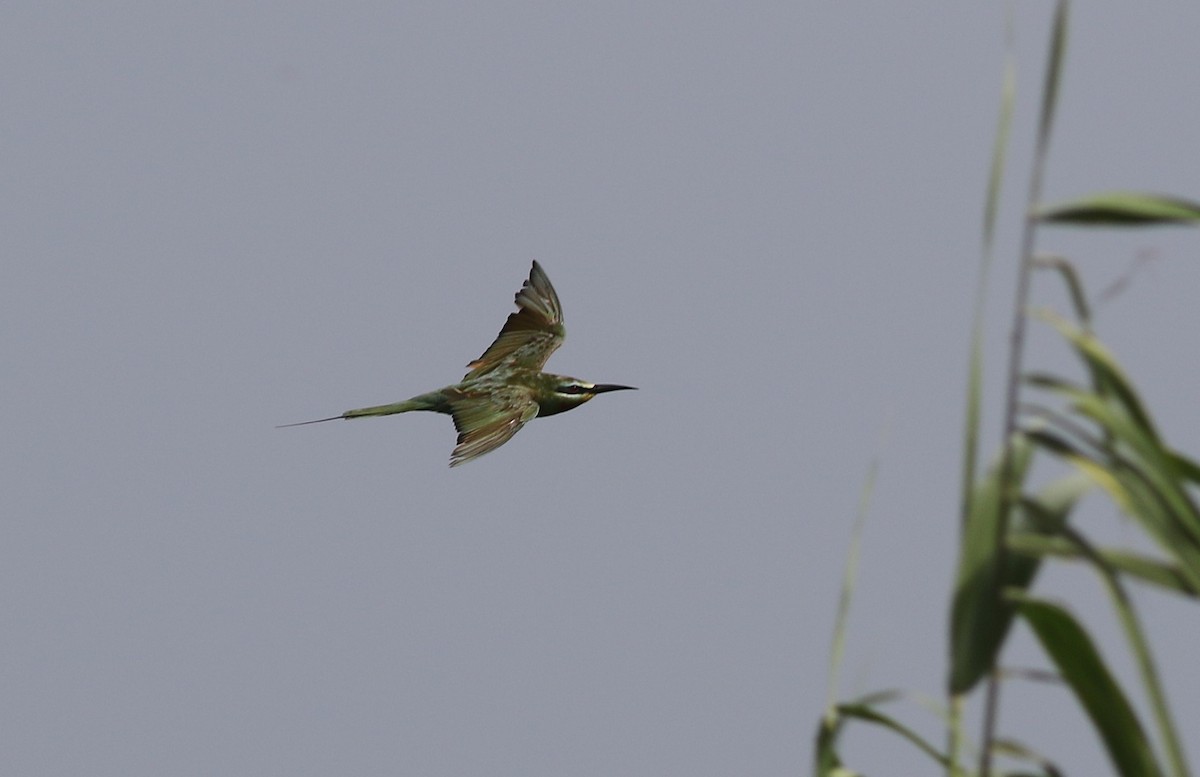 שרקרק ירוק - ML647126961