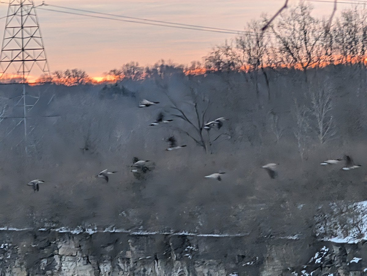 Казарка канадська - ML647126962