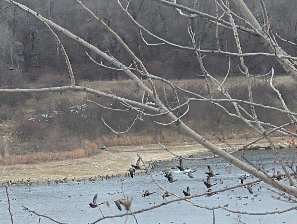 Казарка канадська - ML647126963