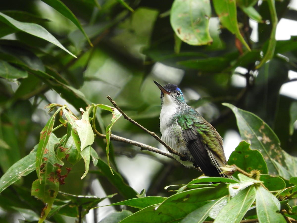 Агиртрія андська - ML647126965