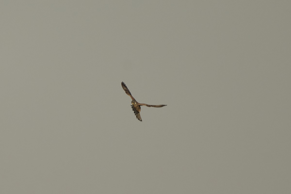 Боривітер звичайний [група tinnunculus] - ML647126966