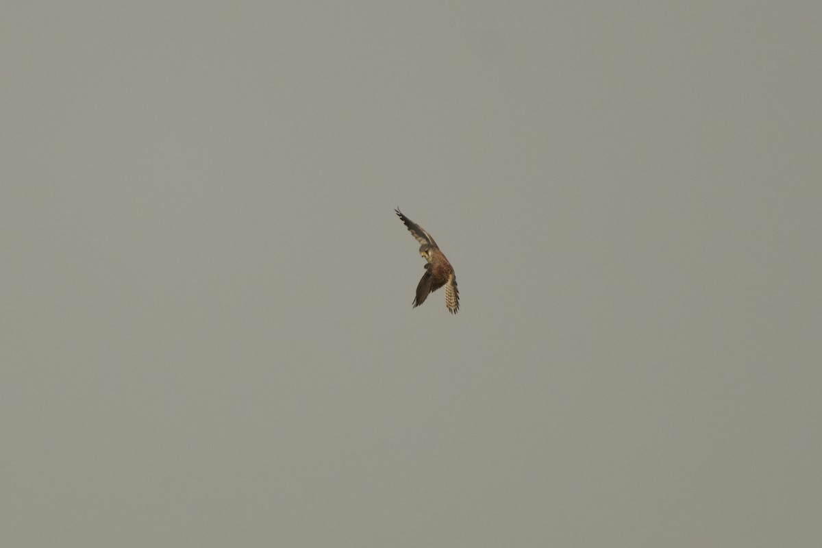 Боривітер звичайний [група tinnunculus] - ML647126967