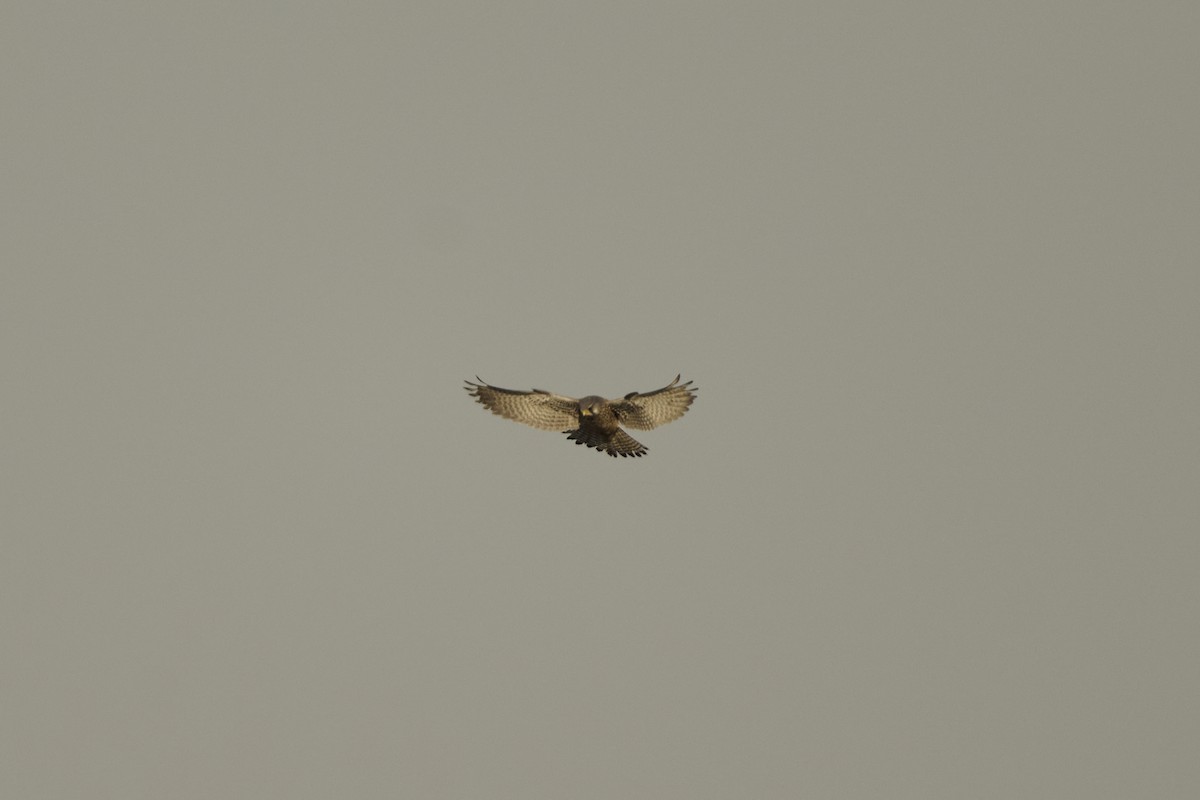 Боривітер звичайний [група tinnunculus] - ML647126968