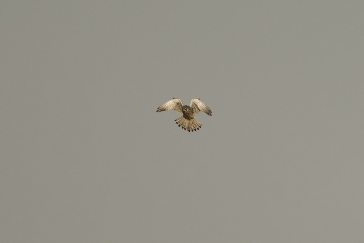 Боривітер звичайний [група tinnunculus] - ML647126969