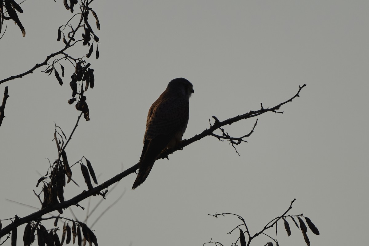 Боривітер звичайний [група tinnunculus] - ML647126973