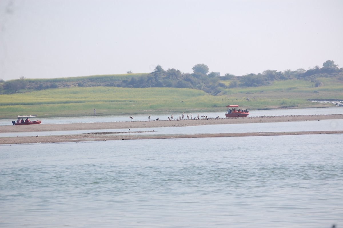 Лелека-тантал індійський - ML647126975