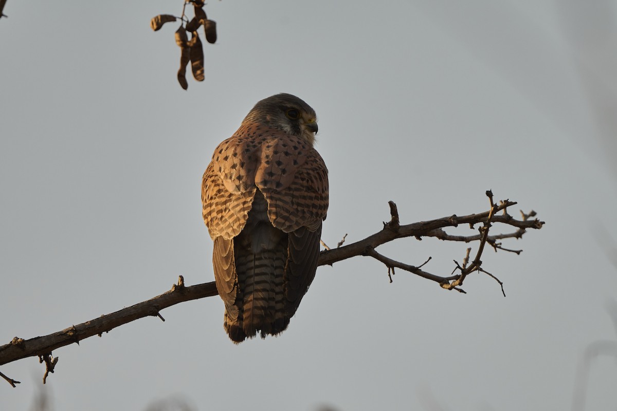 Боривітер звичайний [група tinnunculus] - ML647126976