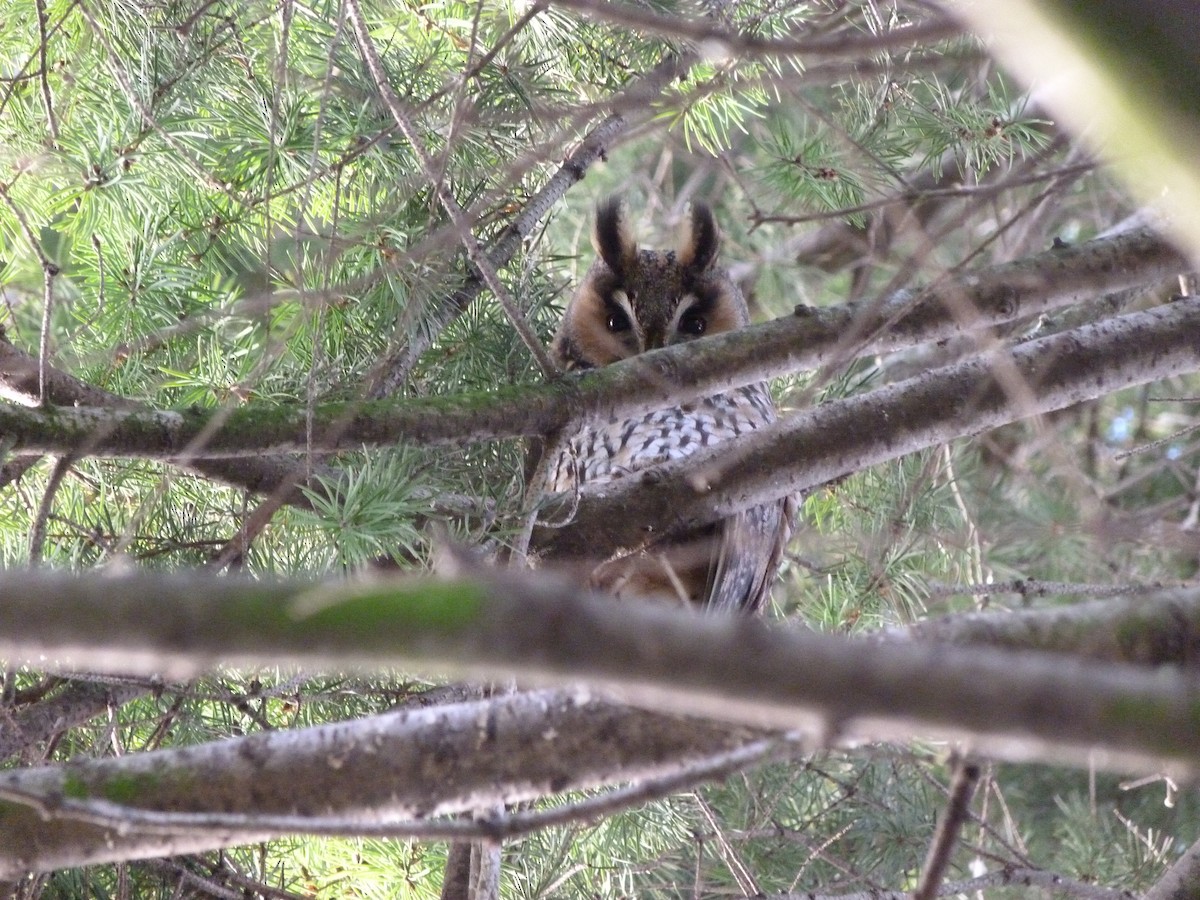 Сова вухата - ML647126977