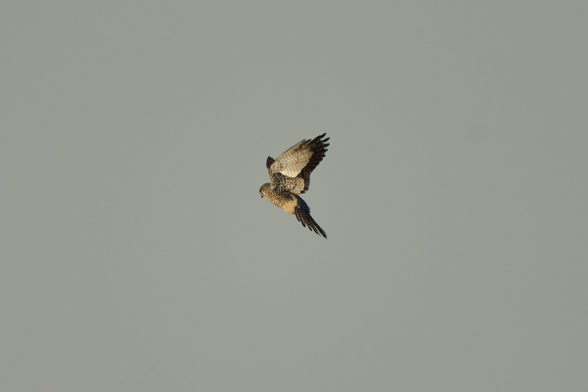 Боривітер звичайний [група tinnunculus] - ML647126982