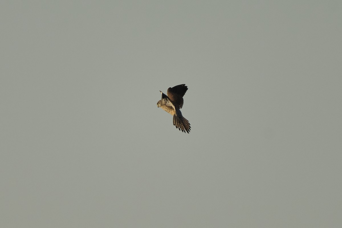 Боривітер звичайний [група tinnunculus] - ML647126984