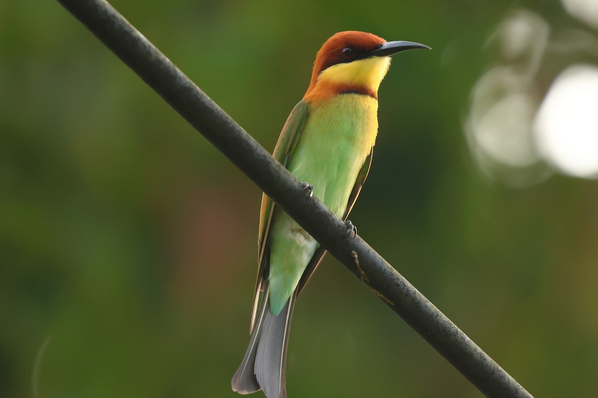 Бджолоїдка індійська - ML647126985