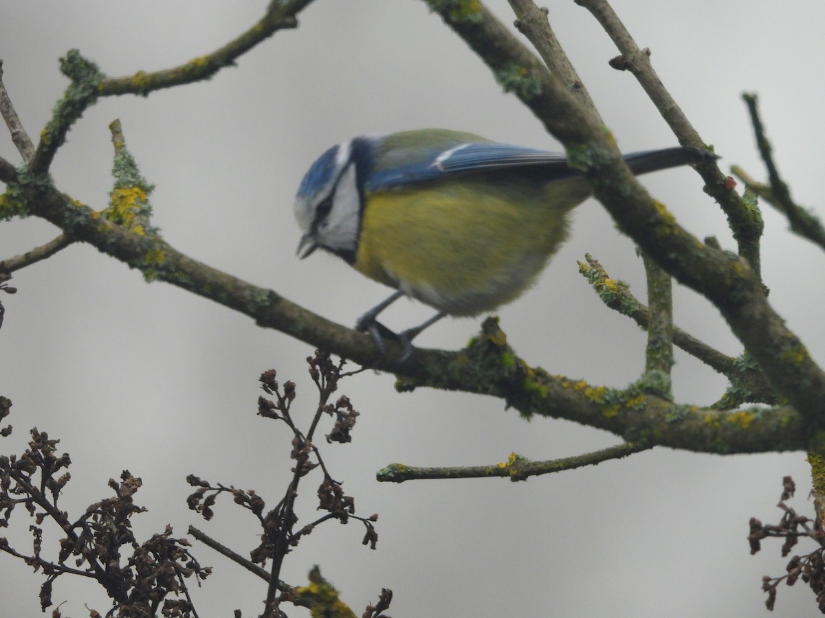 Синиця блакитна - ML647126986