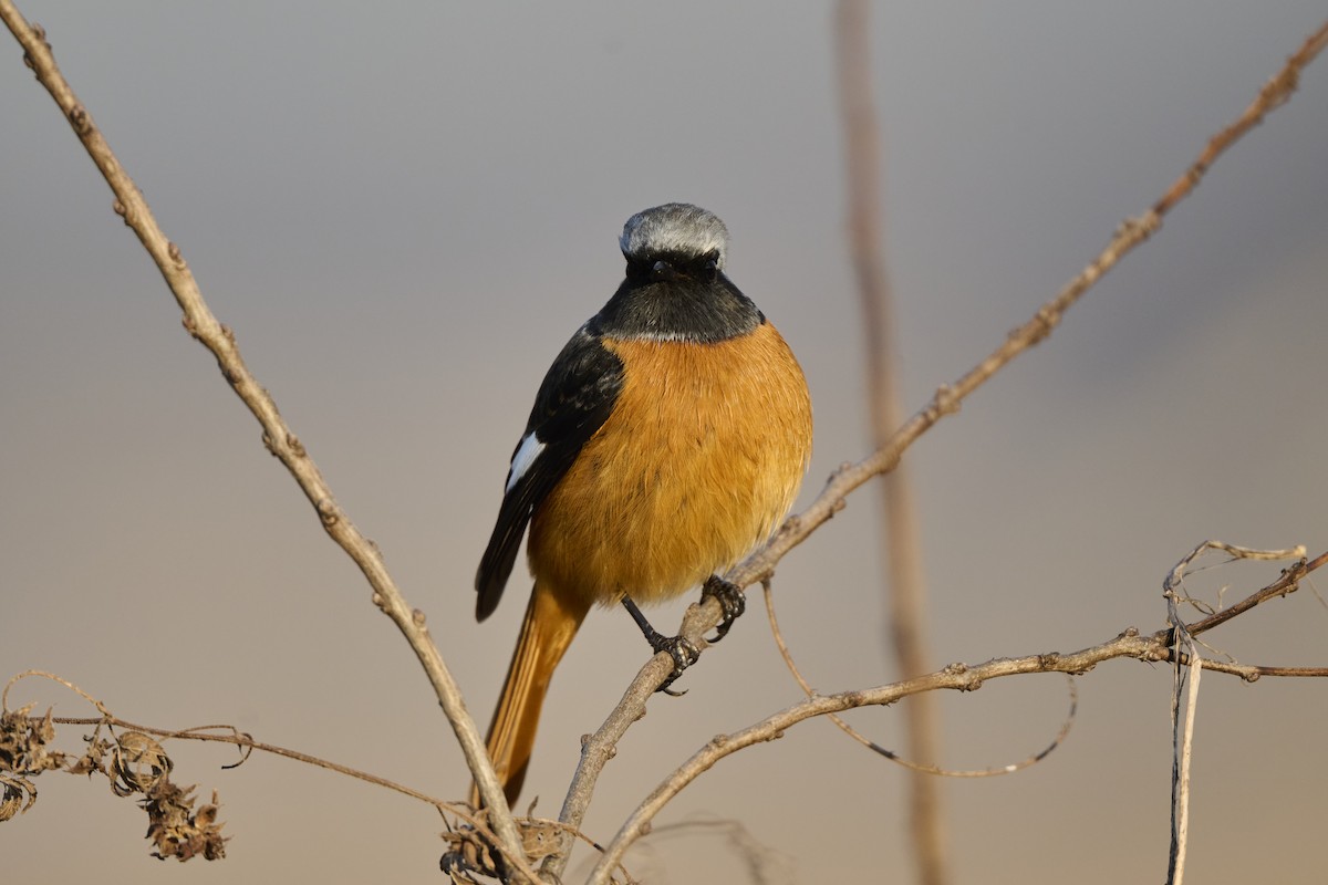 rehek daurský - ML647126987