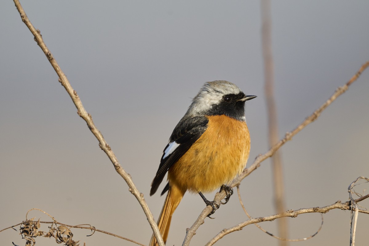 rehek daurský - ML647126988