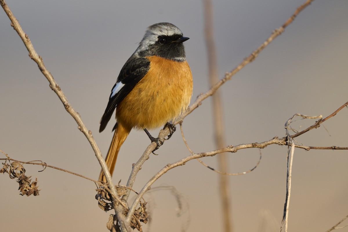 Горихвістка сибірська - ML647126989