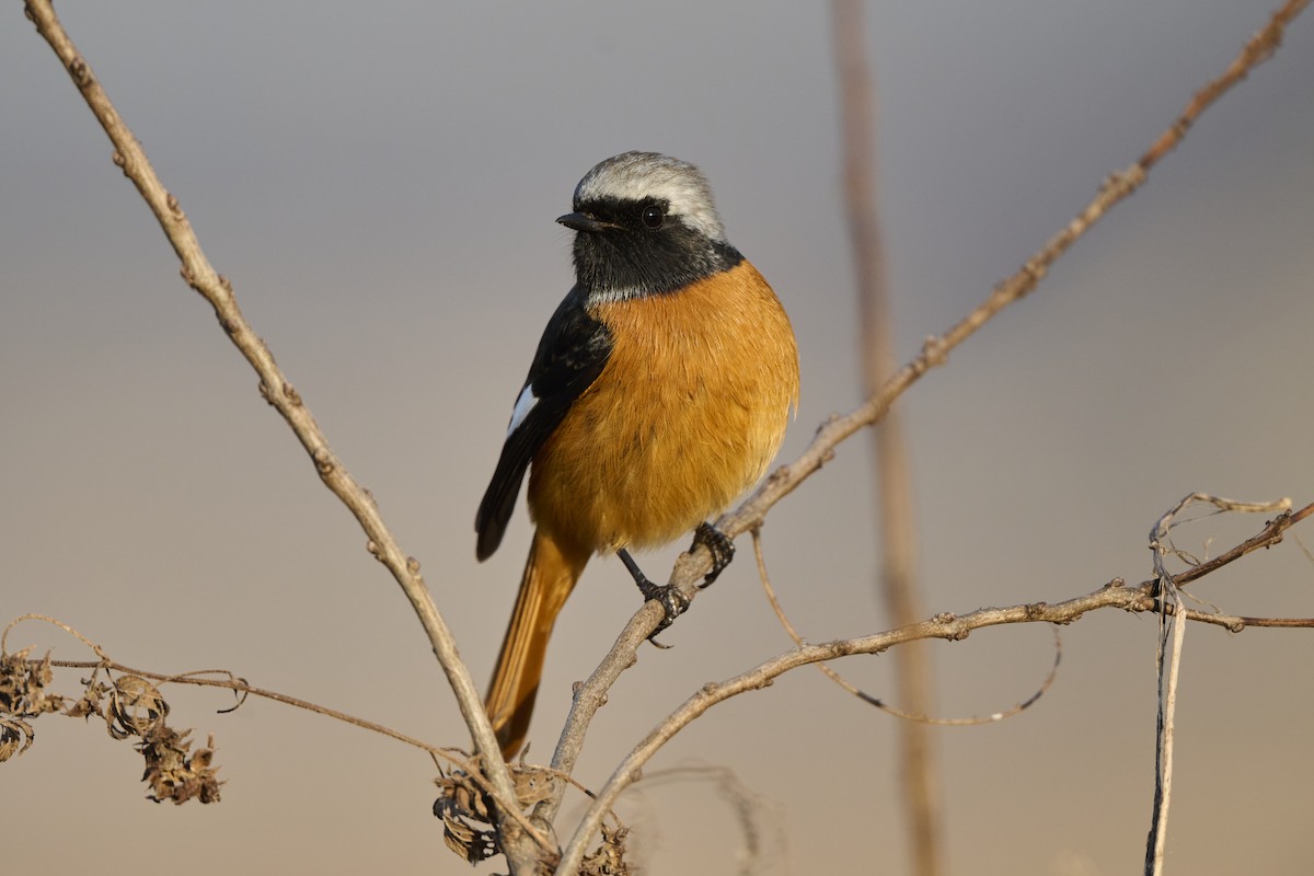 rehek daurský - ML647126990