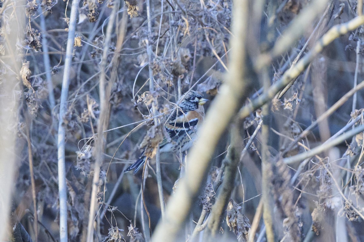 pěnkava jikavec - ML647126993