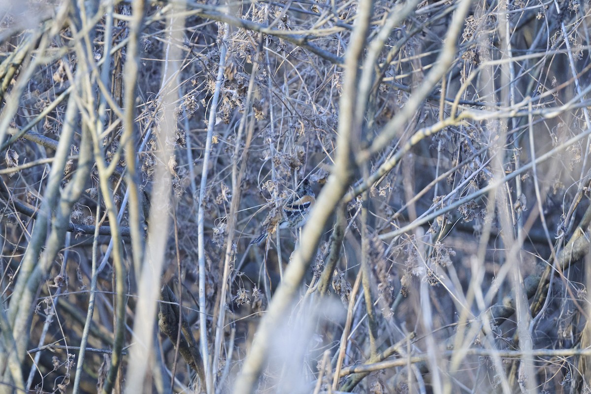 pěnkava jikavec - ML647126994