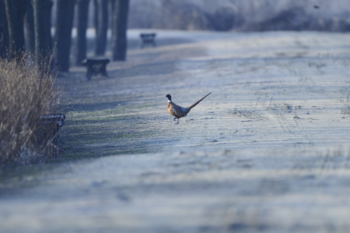 bažant obecný - ML647127002