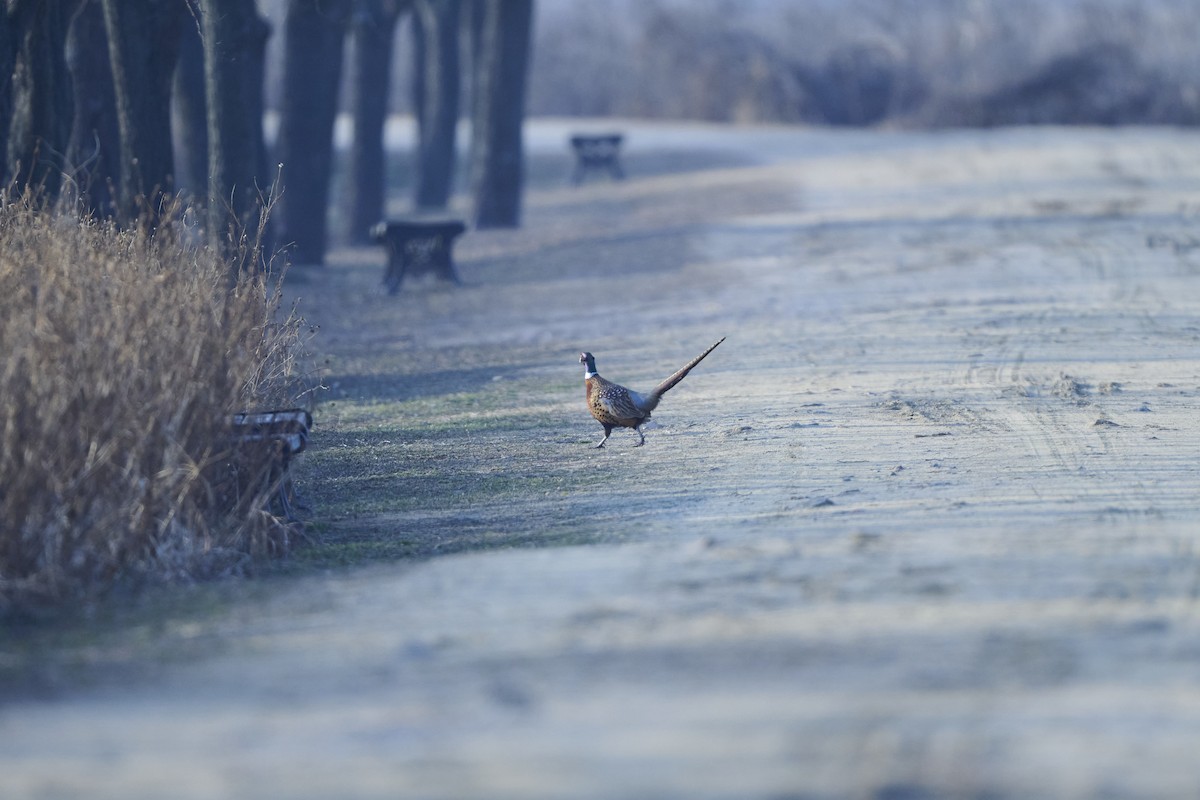 bažant obecný - ML647127003