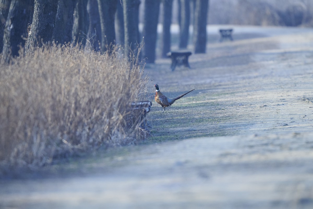 bažant obecný - ML647127004