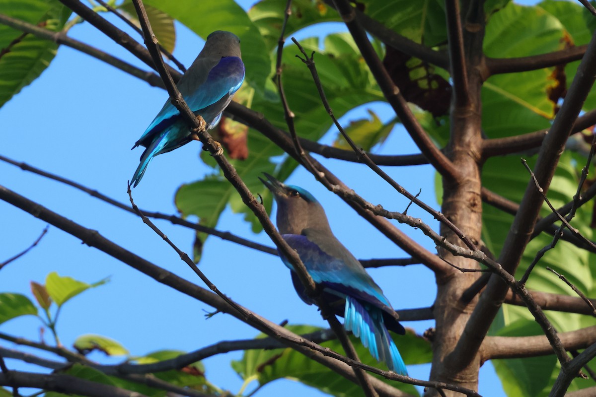 Indochinese Roller - ML647127007