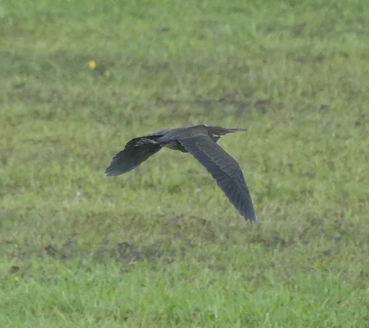 Black Bittern - ML647127008