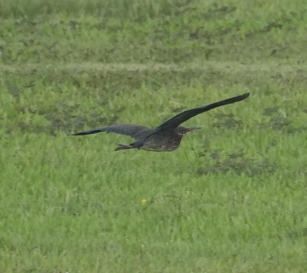 Black Bittern - ML647127009