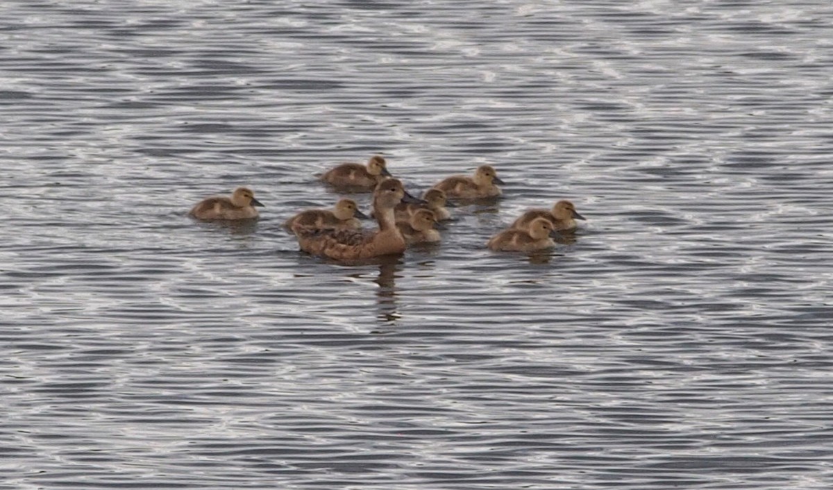 צולל אמריקני - ML647127010