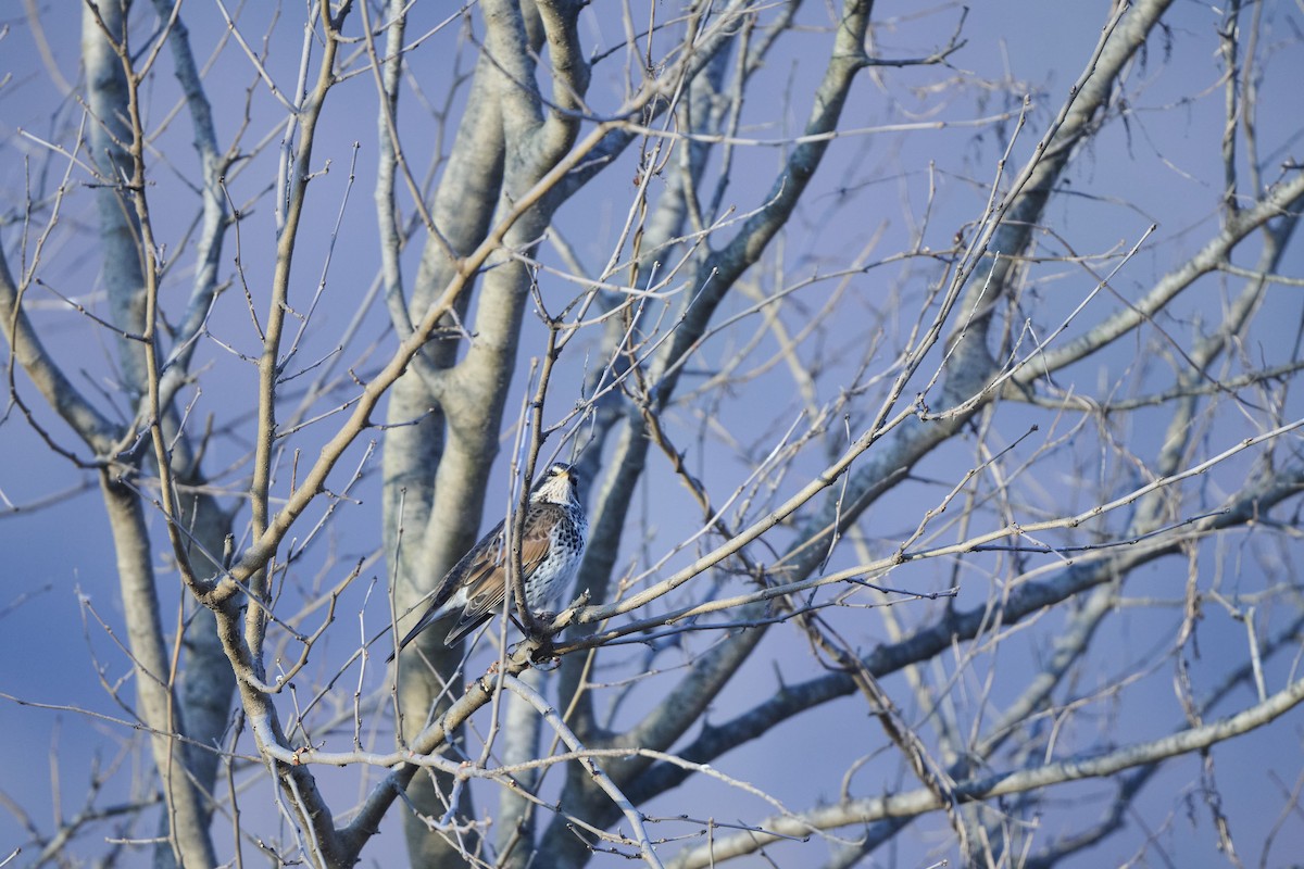 drozd rezavokřídlý - ML647127019