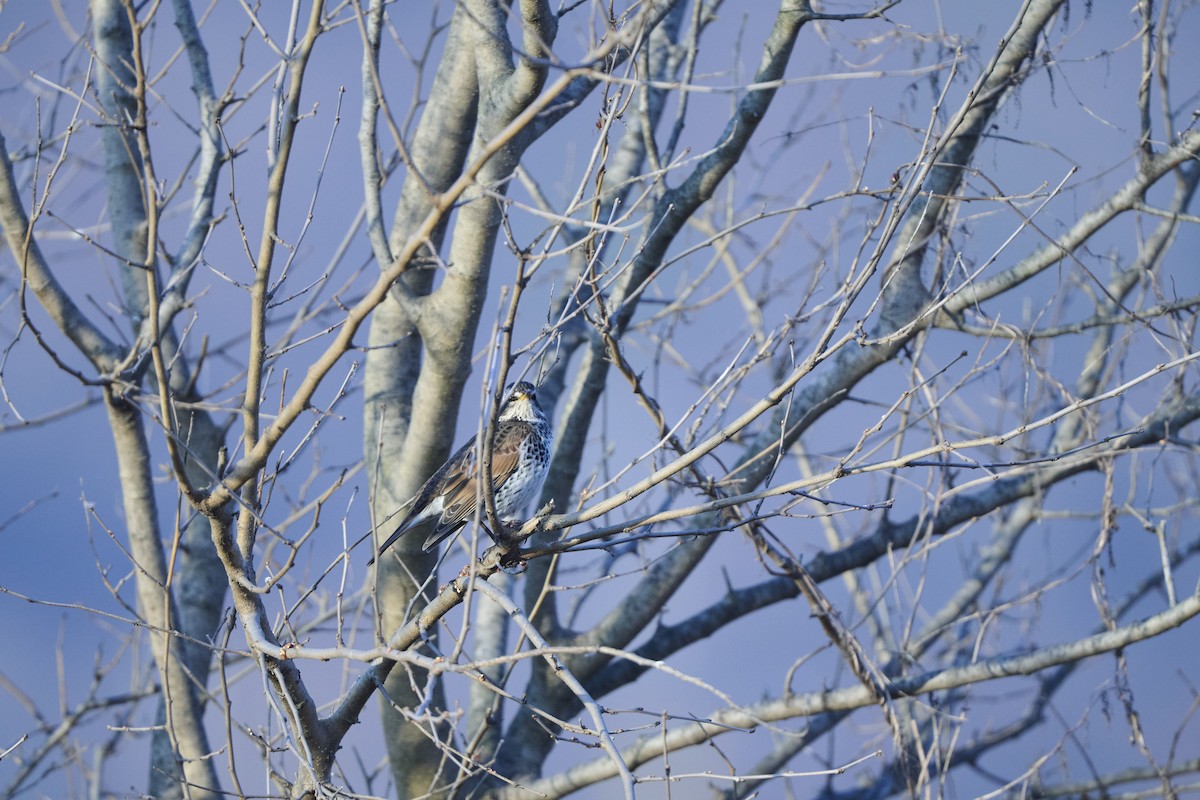 drozd rezavokřídlý - ML647127020