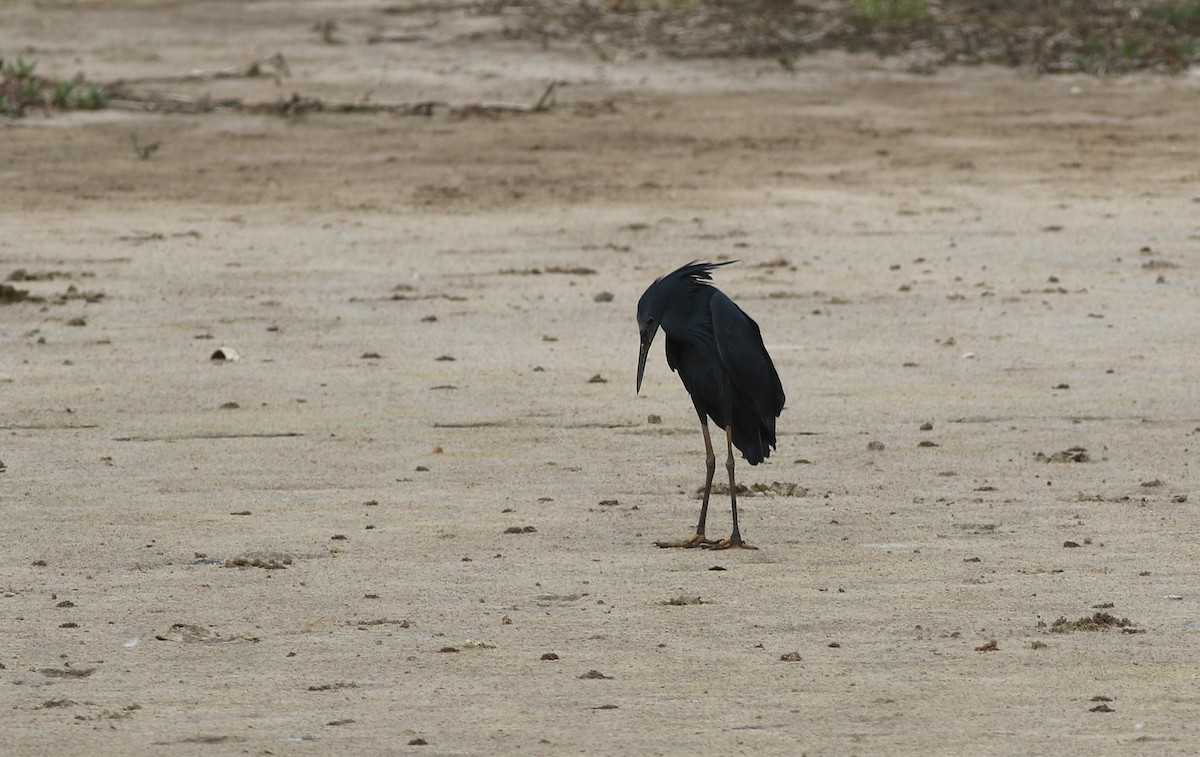Black Heron - ML647127025