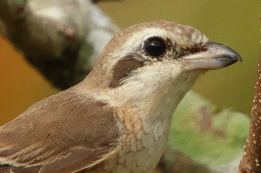 Brown Shrike - ML647127035