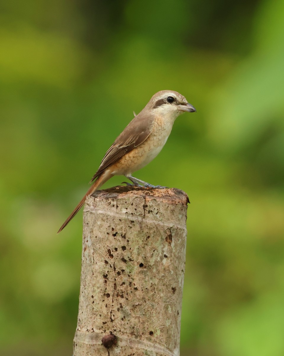 Brown Shrike - ML647127039