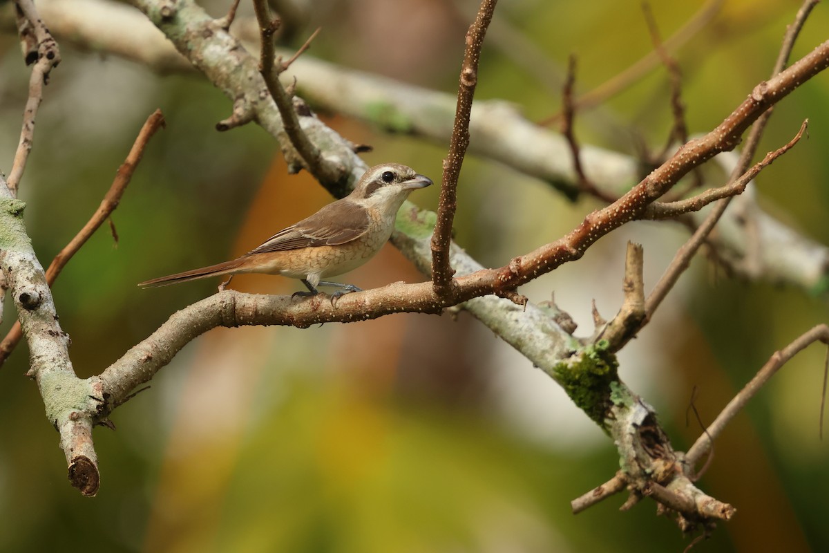 Brown Shrike - ML647127040