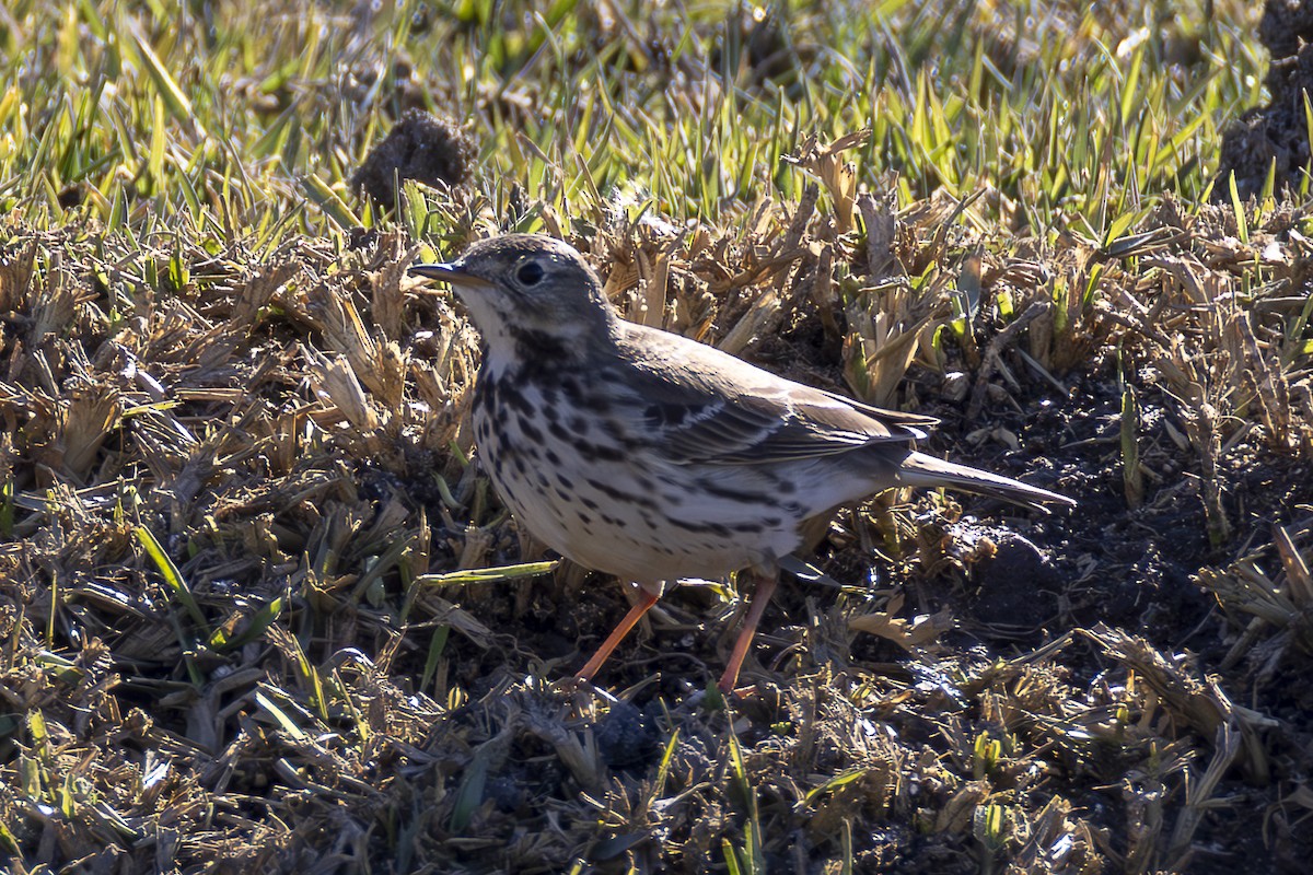 Siberian Pipit - ML647127047