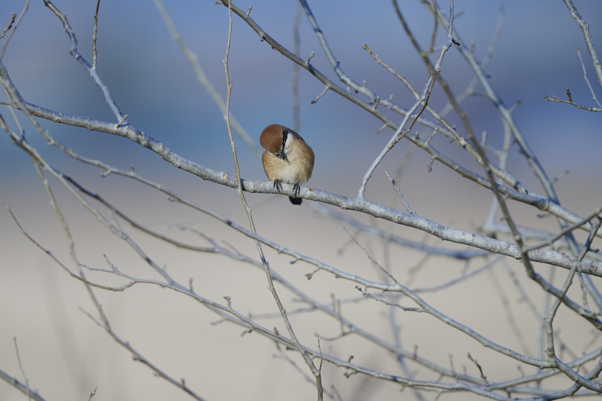 ťuhýk hlavatý - ML647127049